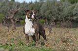 AMSTAFF ADULT 117